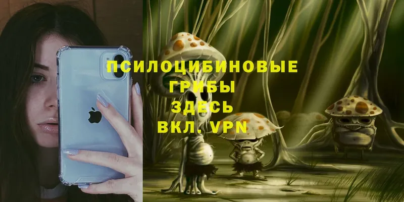 где можно купить   Симферополь  Галлюциногенные грибы Psilocybe 